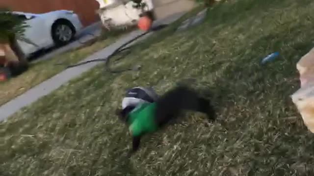 Black dog in green sweater soccer ball