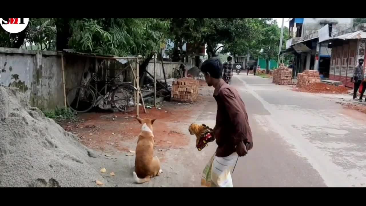 Dog Prank | Tiger Prank on Dog |The Ring Prank | Ep.31 dogs film| massage prank video new video 2022