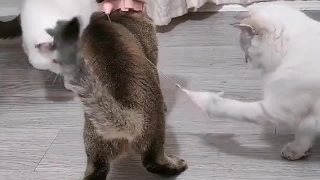 Lovely and Funny Animals Funny Cat video Clip 5 in 2021