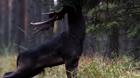 An incredibly rare black deer spotted in the forest of the Barycz Valley Poland