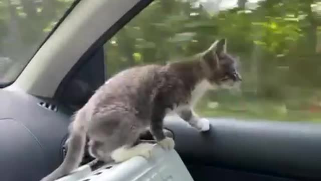 Kitten in the car, little travel