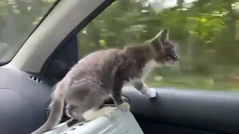 Kitten in the car, little travel