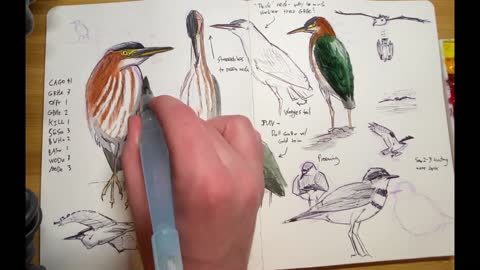 Nature Journaling Techniques: Green Heron Quick Draw