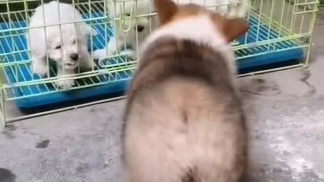 Cute corgi, every time I see a cute puppy, I can't walk