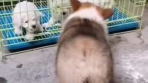 Cute corgi, every time I see a cute puppy, I can't walk