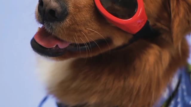 The dog wearing goggles/dogs' goggles/dogs' eyewear/dogs' sunglasses/dogs' eye protection.