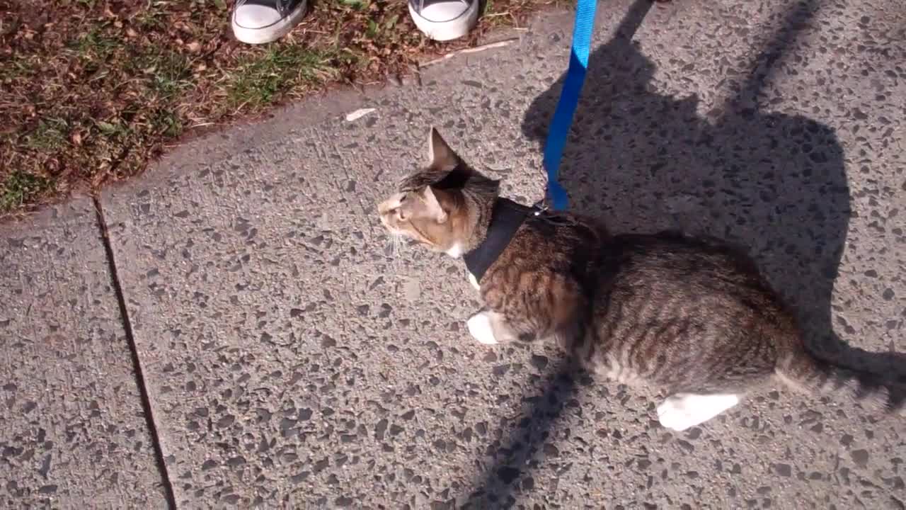 Man trains his cute cat to walk on a leash!