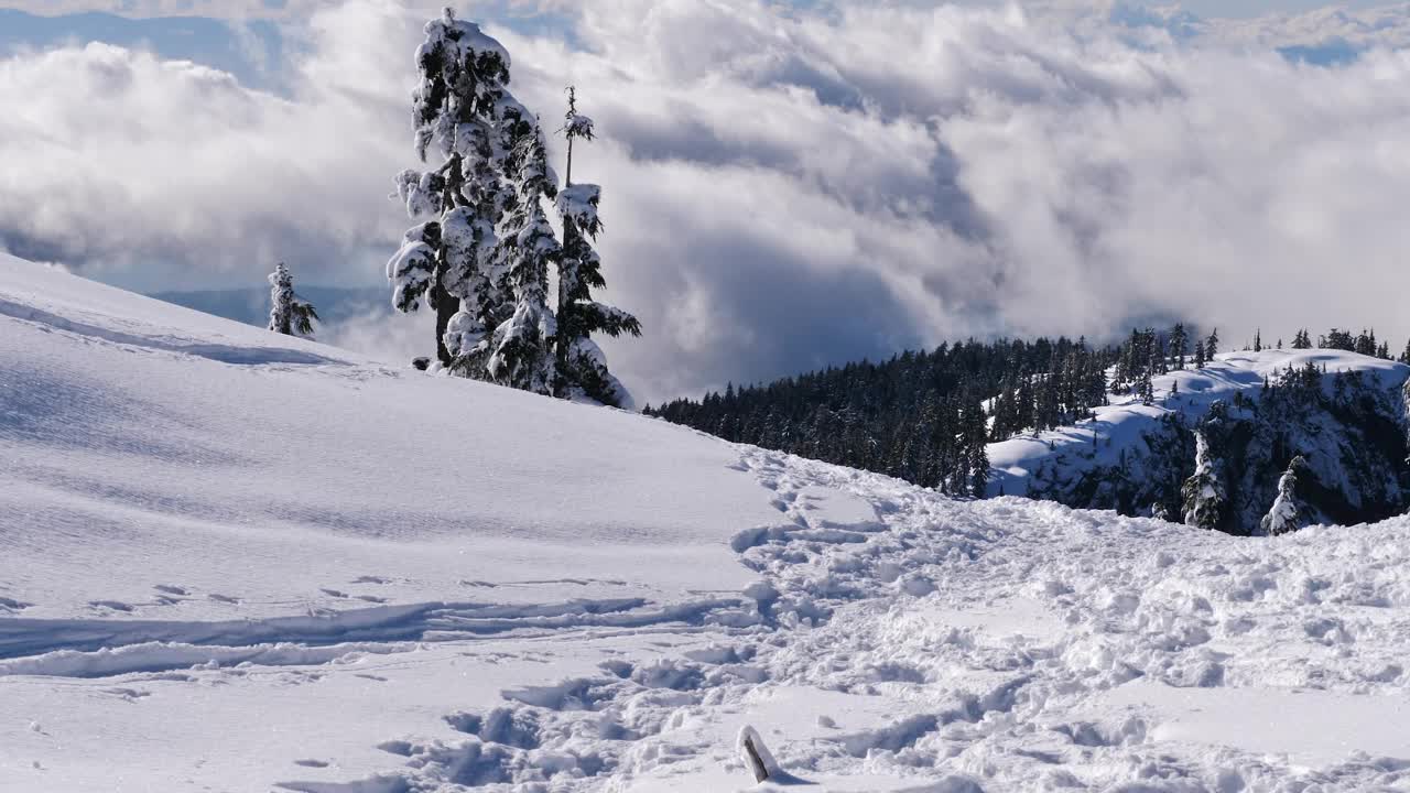 Snow-covered hill in a pine forest