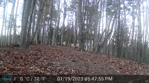 The Woods – 01/20/2024