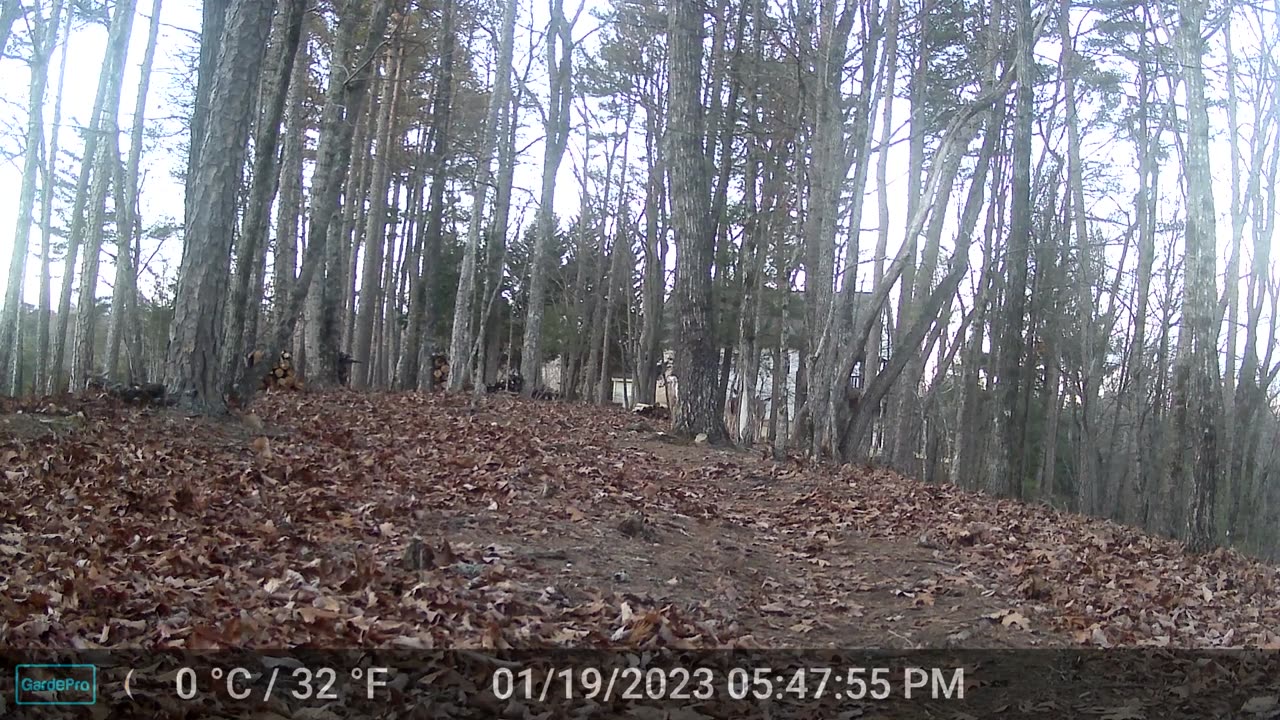 The Woods – 01/20/2024