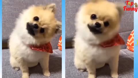 The beautiful Cat and dog video.. And cute cat and dog video 2021