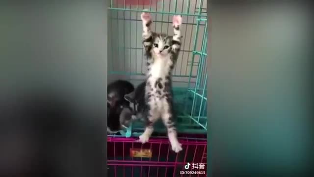 Angry - Funny Dogs And Cats of TikTok 😮 - angry Pets videos