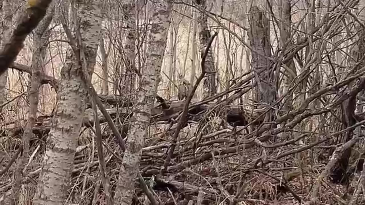 What's That Sound In The Woods?? #outdoors #woods #shorts #thebakeradventures