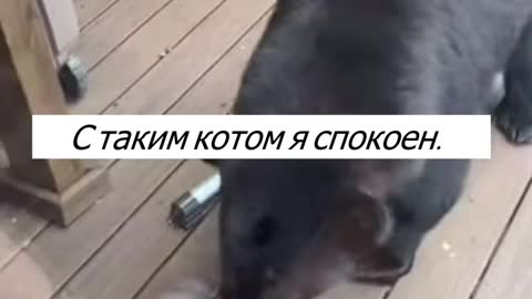 Опасные животные Канады. 🐻 🦝 😼 Дикие животные.