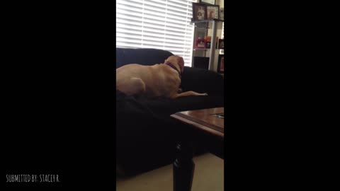 This Dog Proves That Sometimes Our Pups Just Want To Be Goofballs