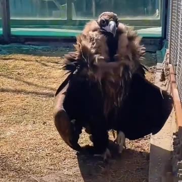 I got the ultimate swagger 😊