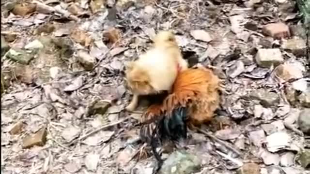 Funny Dog and chicken Fight series