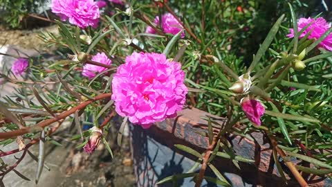 very beautiful red flower