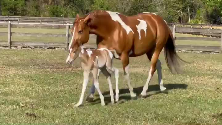 When you are beautiful and you know it...Watch these amazing horses