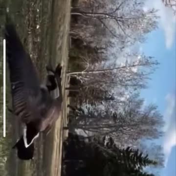 Goose vs Goose