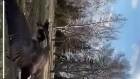 Goose vs Goose