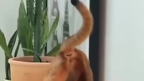 Funny Animals Compilations 24