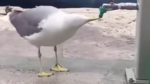 This bird can actually turn on the tap and drink by itself