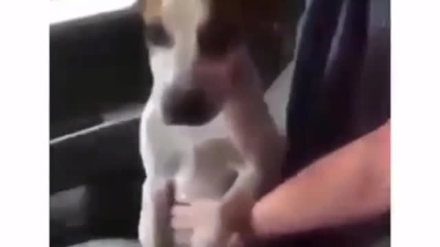 Sad moment with a Grateful rescued dog