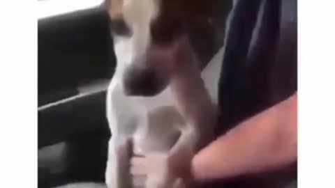 Sad moment with a Grateful rescued dog