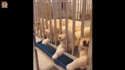 Cute dogs doing funniest things