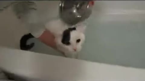 cat talks while taking a bath