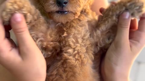 Cute puppy