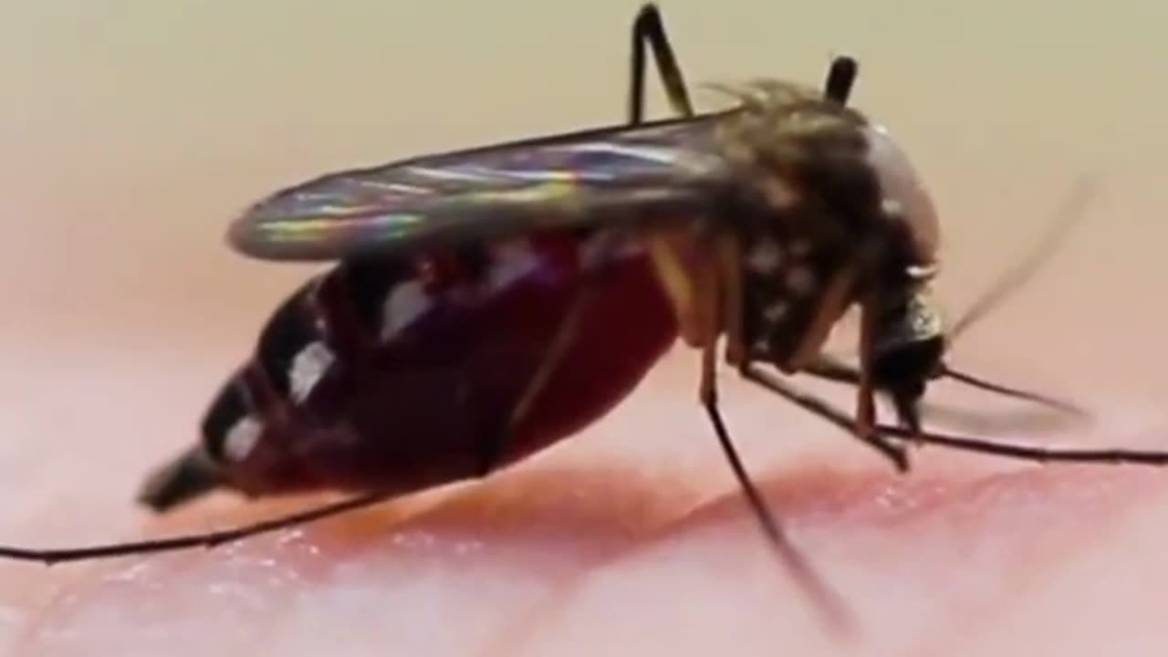 The Art of a Mosquito's Demise: A Close-Up Perspective