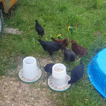 6 chicks 11 weeks old