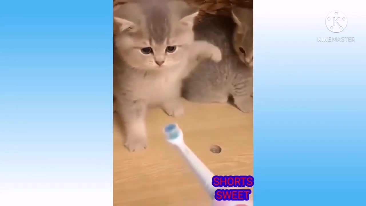 Baby Cats | Funny cat videos