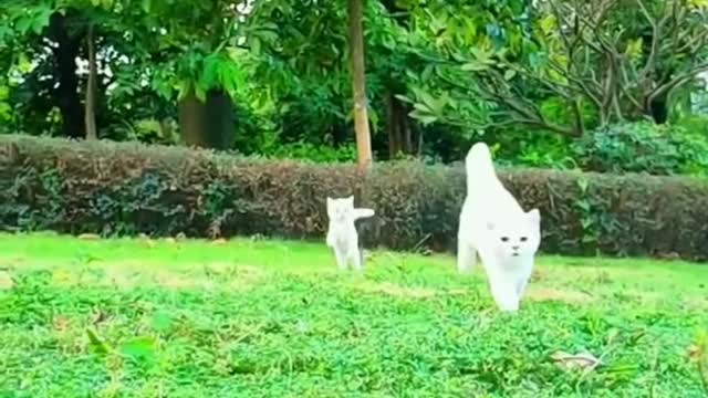 Funny animals and funny animals