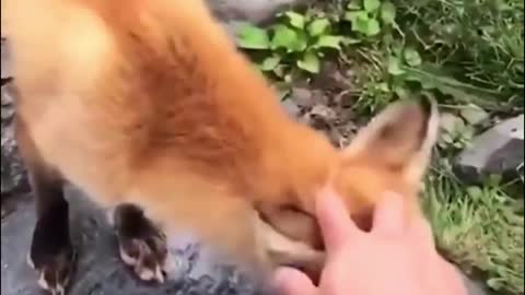 Relax with cute animal videos