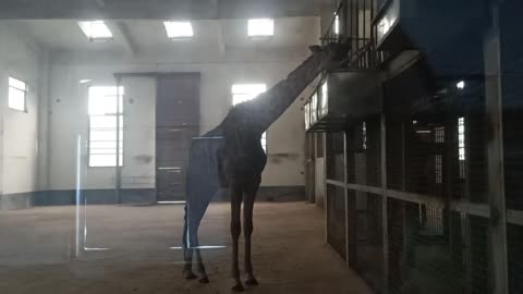 Giraffes have long necks