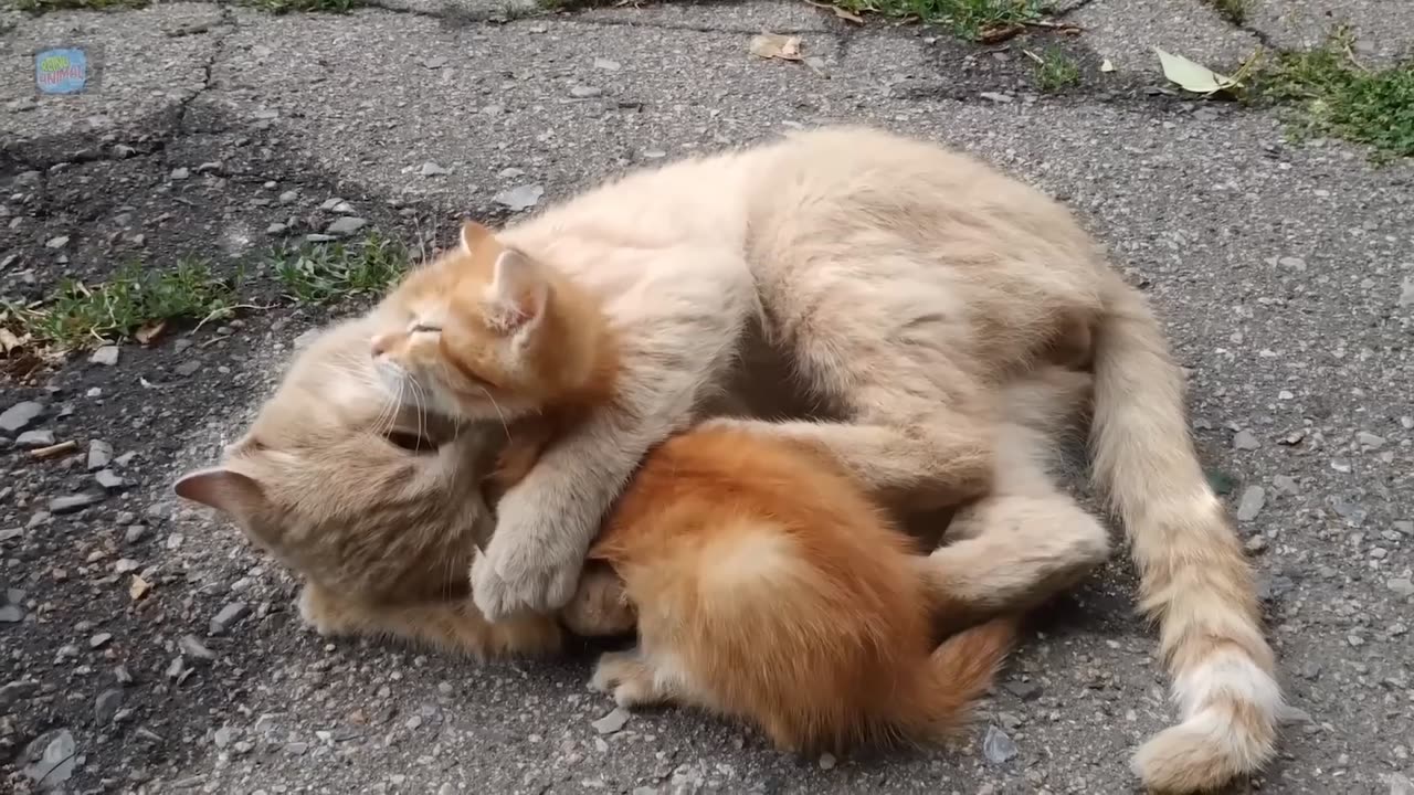 Mother love for baby cat