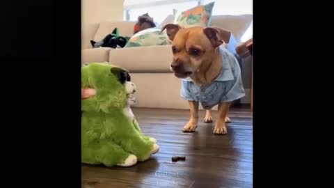 Fun with cuty videos....