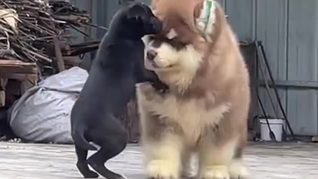 Happy face when playing with Alaskan dog