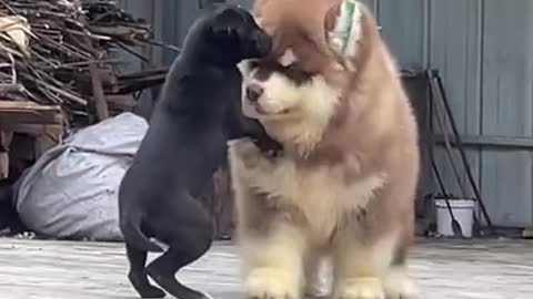 Happy face when playing with Alaskan dog