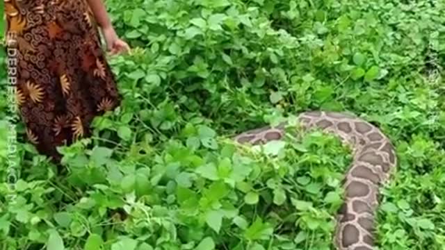 Toddler Plays With Her Pet Python