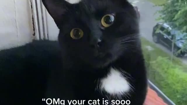 Cute cat video #2