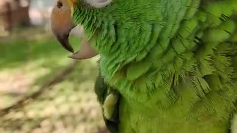 A lovely parrot