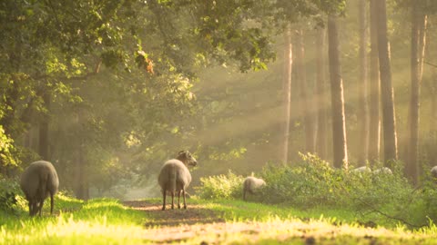 Sheep in the zoo