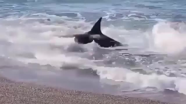 Orca VS lyon