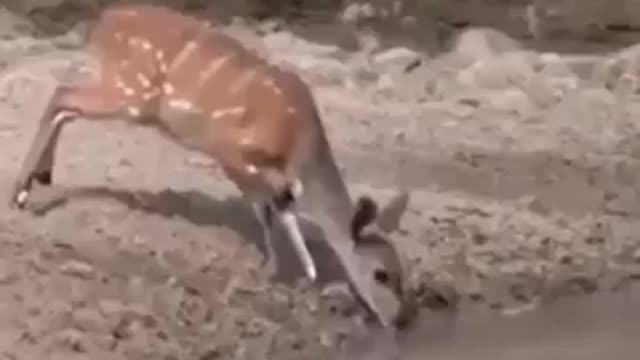 Crocodile trying to snap up the deer