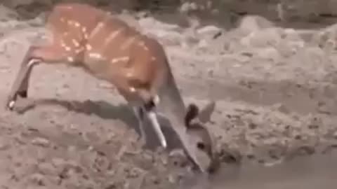 Crocodile trying to snap up the deer