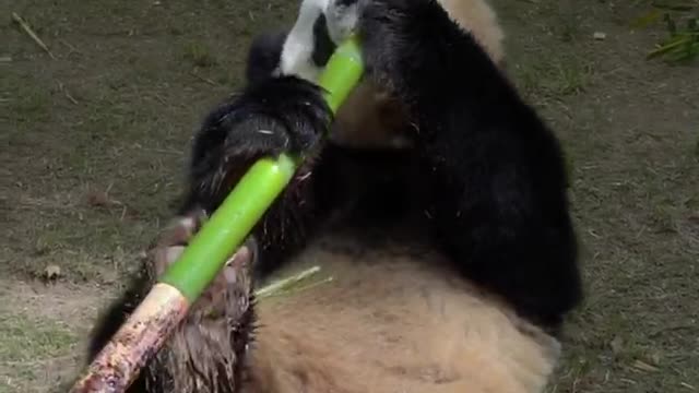 Giant pandas eat too fragrant